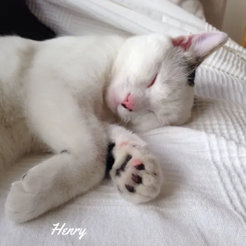 White sleeping cat named Henry