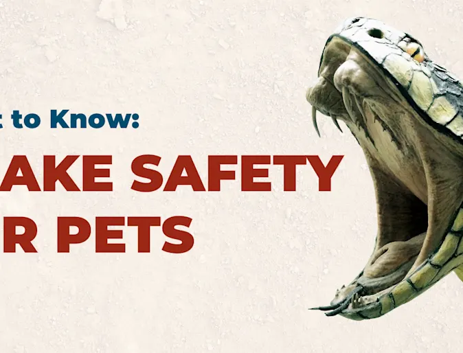 Snake safety blog photo with snake mouth open Snake safety blog photo with snake mouth open