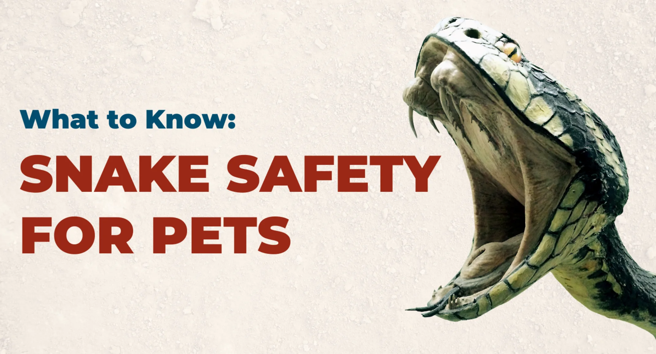 Snake safety blog photo with snake mouth open Snake safety blog photo with snake mouth open