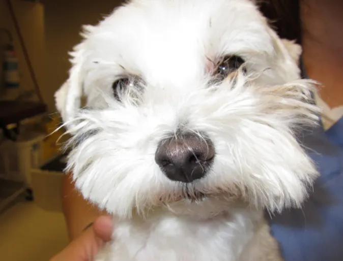 White maltese dog named Tiki White maltese dog named Tiki
