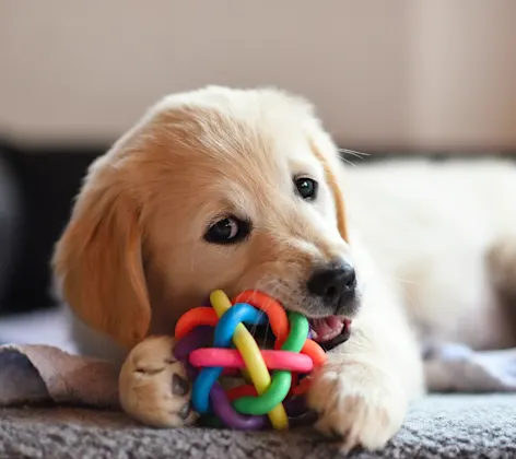 A Golden Retriever Puppy is laying on the floor chewing on their colorful ball