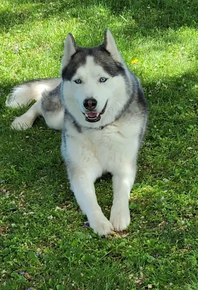 Behavioral Behavioral