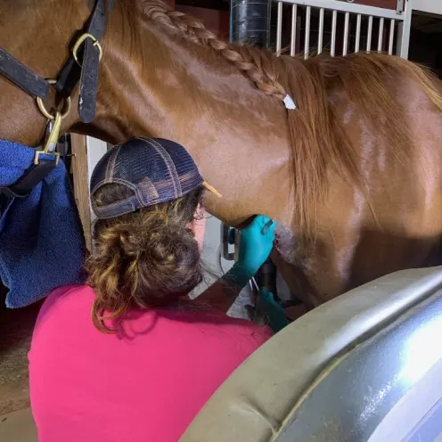 Staff assisting horse