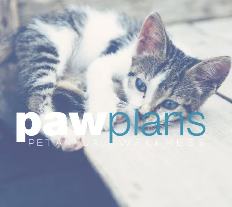 paw plans cat