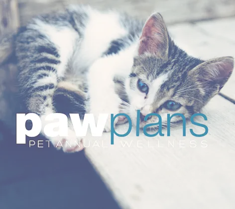 paw plans cat paw plans cat
