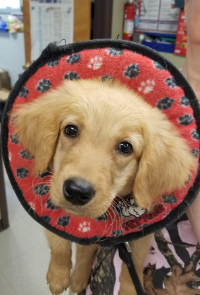 A Brown Dog Wearing a Red Cone