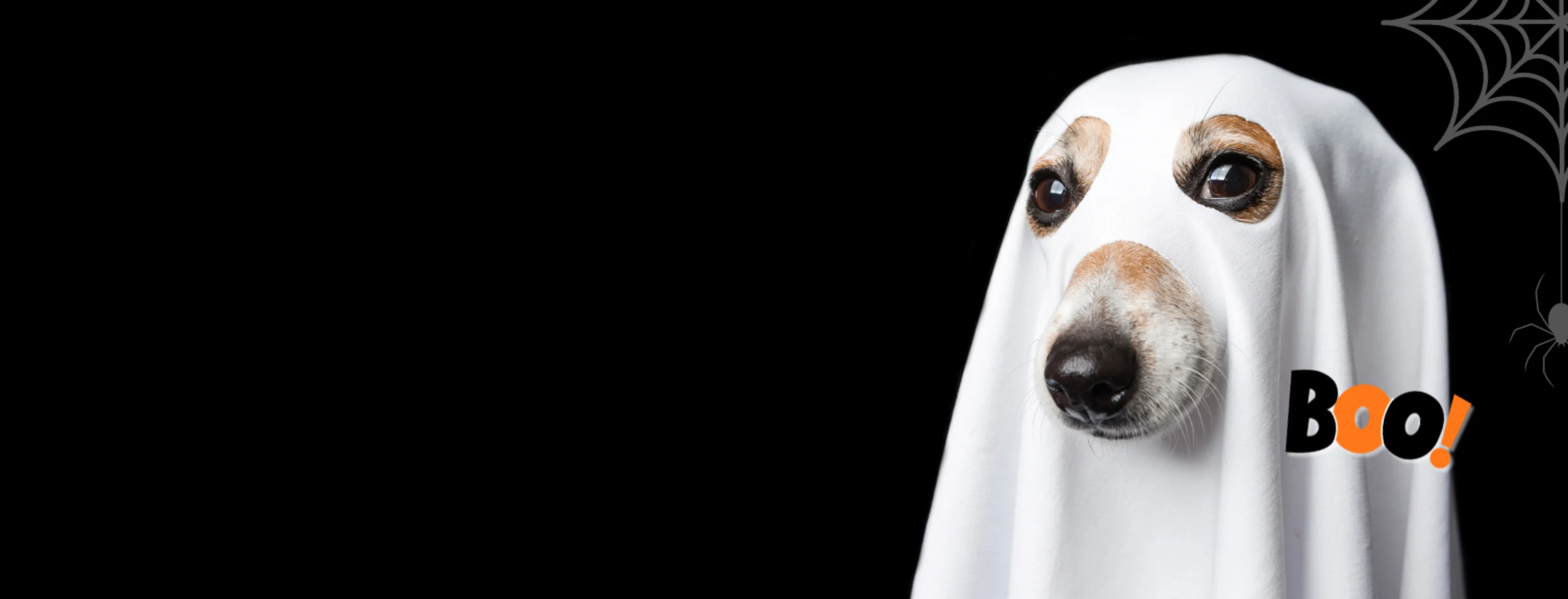 Dog Wearing White Sheet (Halloween) Dog Wearing White Sheet (Halloween)