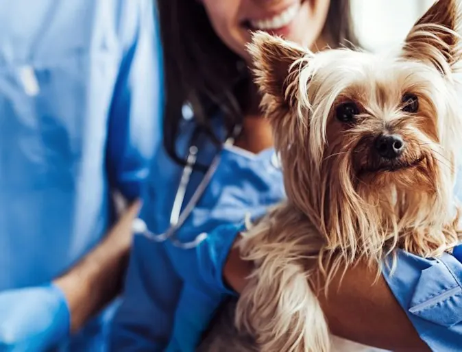 Happy dog being held by a vet Happy dog being held by a vet