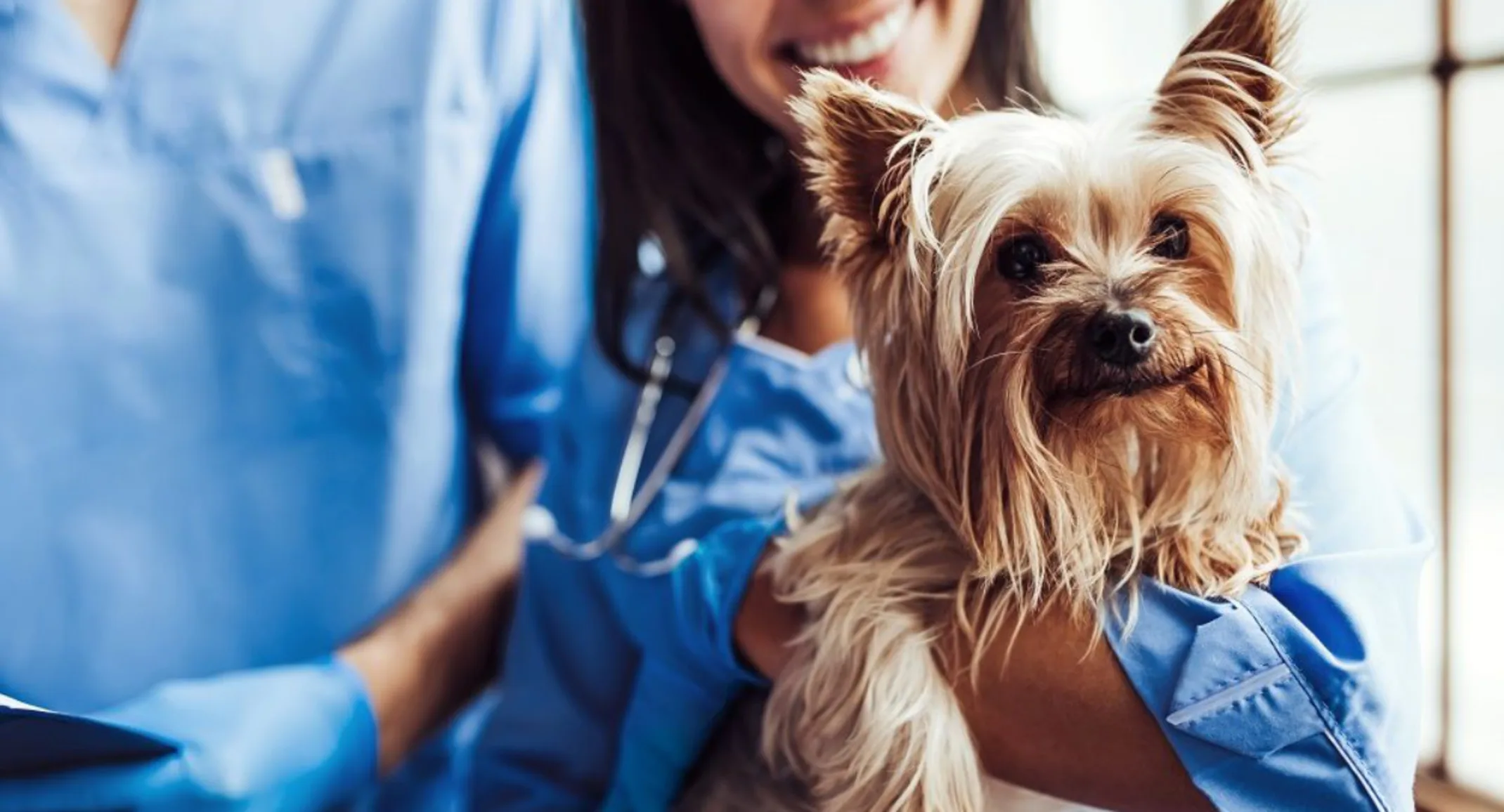 Happy dog being held by a vet Happy dog being held by a vet