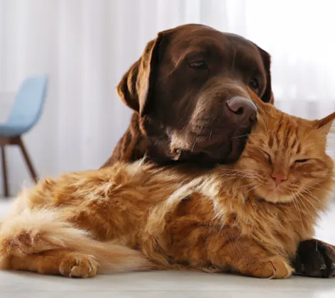 Brown Dog Cuddling Orange Cat Brown Dog Cuddling Orange Cat