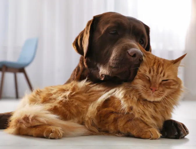 Brown Dog Cuddling Orange Cat
