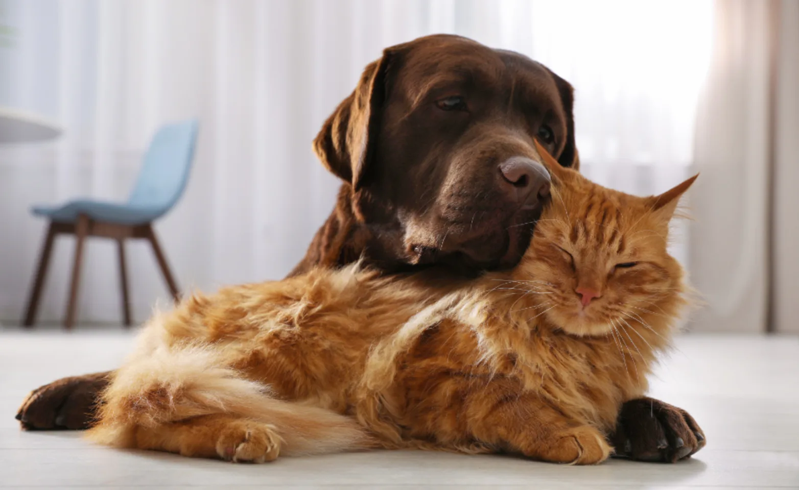 Brown Dog Cuddling Orange Cat