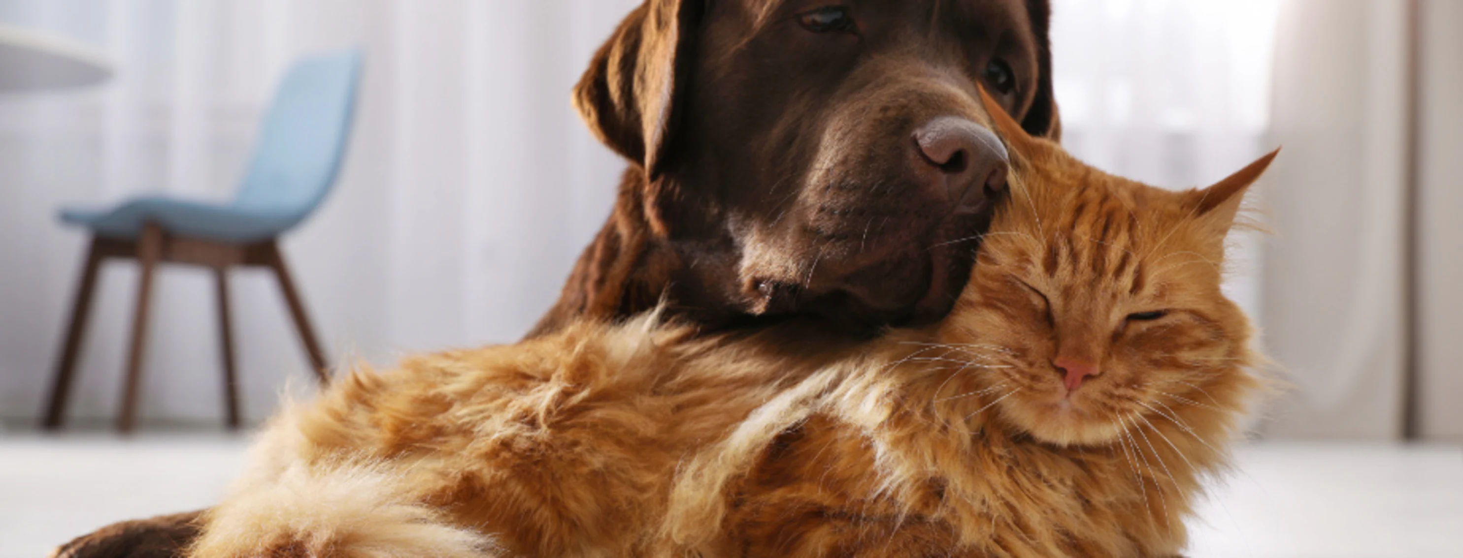 Brown Dog Cuddling Orange Cat Brown Dog Cuddling Orange Cat