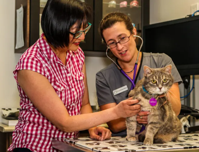 Two Veterinarians Diagnosing a Cat at Islington Village Animal Hospital Two Veterinarians Diagnosing a Cat at Islington Village Animal Hospital