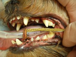 Canine teeth after cleaning 