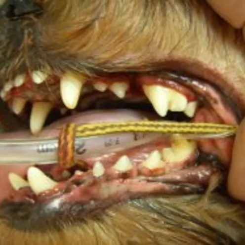 Canine teeth after cleaning Canine teeth after cleaning