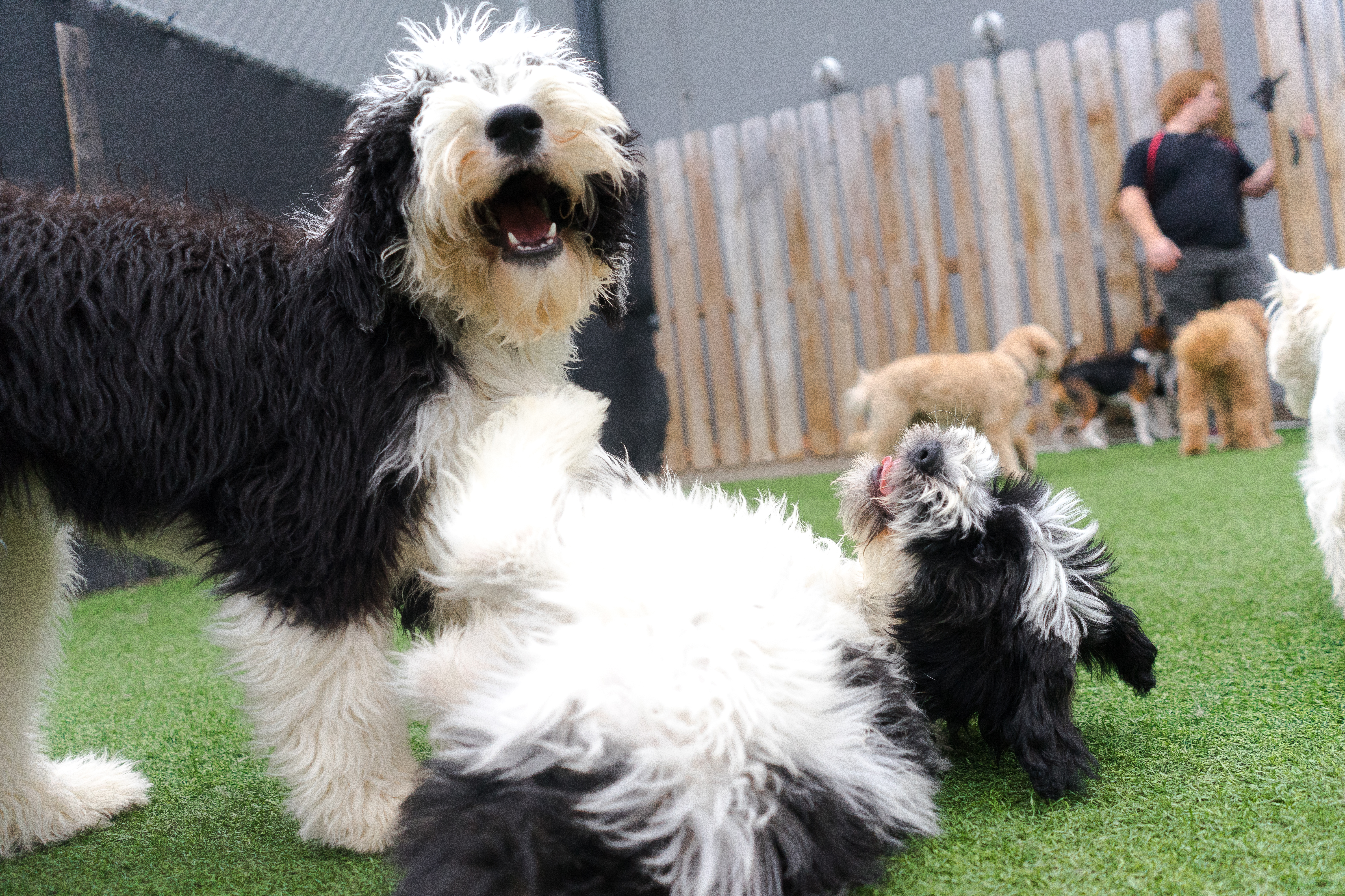 Dogs playing on grass at daycare