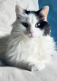 black and white cat with green eyes