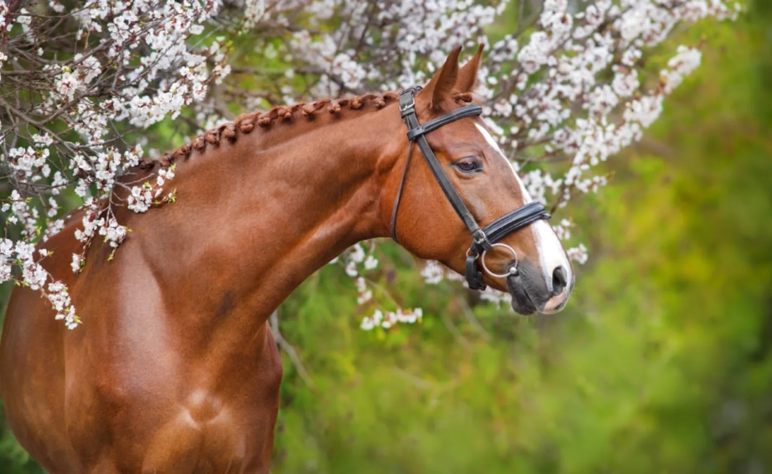 Brown horse standing amongst white and pink flowery trees.