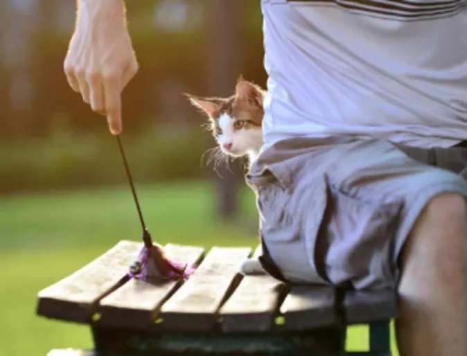 Kitten playing with a toy Kitten playing with a toy