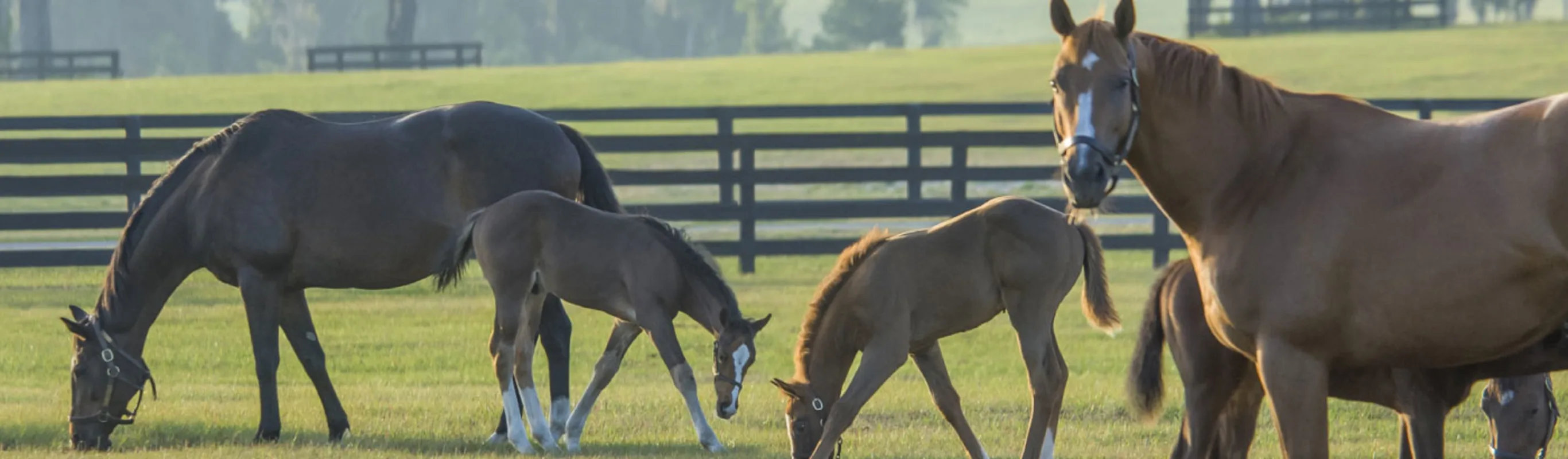 A group of mares and foals grazing. A group of mares and foals grazing.