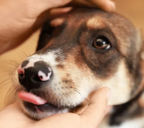 Veterinarian Examining a Dog's Face