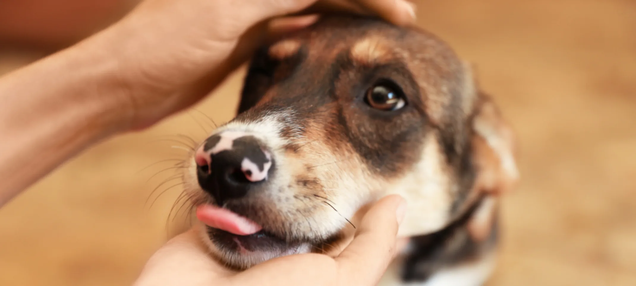 Veterinarian Examining a Dog's Face Veterinarian Examining a Dog's Face