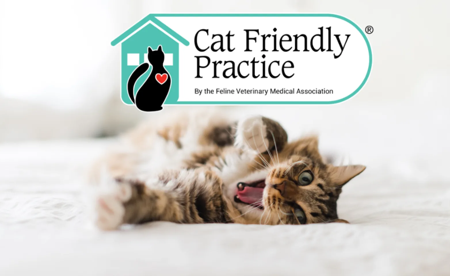 Cat laying on a bed with the Cat Friendly Practice logo Cat laying on a bed with the Cat Friendly Practice logo