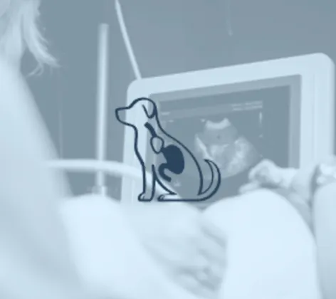 Pet ultrasound on a monitor and a dog logo Pet ultrasound on a monitor and a dog logo