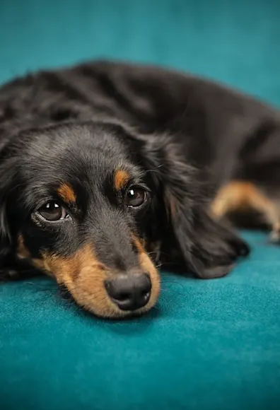 Black and brown long haired medium dog laying on a teal seat. Black and brown long haired medium dog laying on a teal seat.