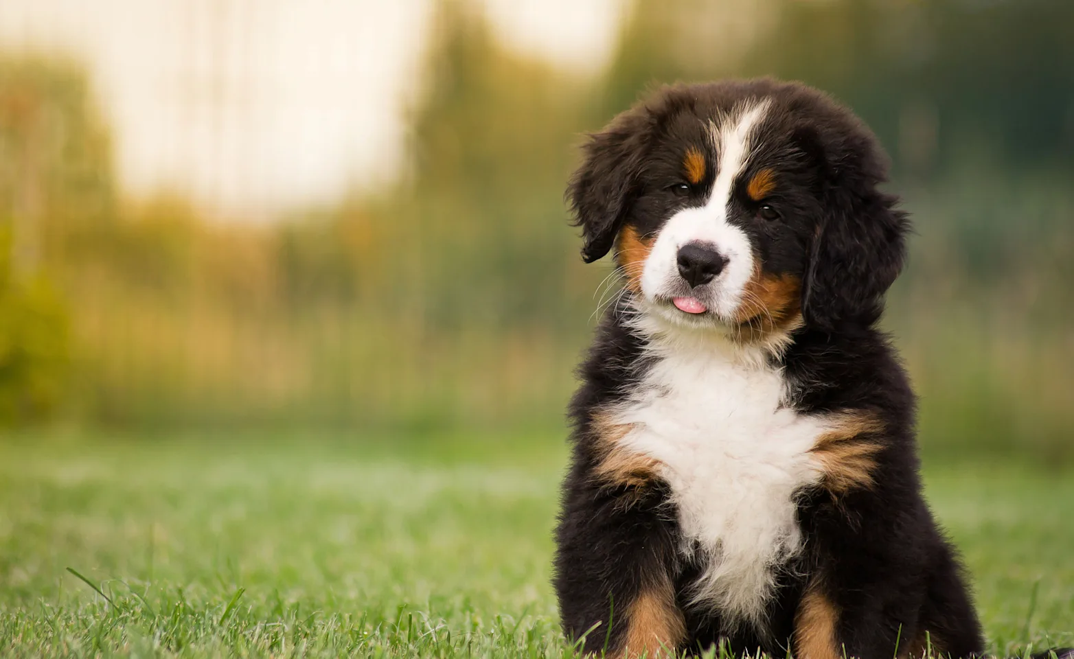 Dog in Grass looking at camera