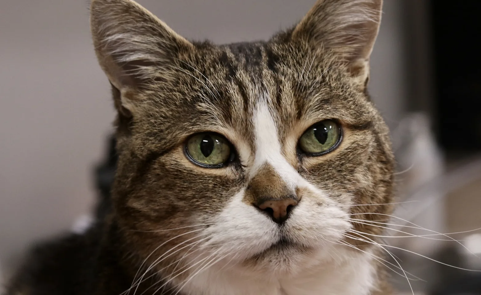 Lulu the cat Lulu the cat