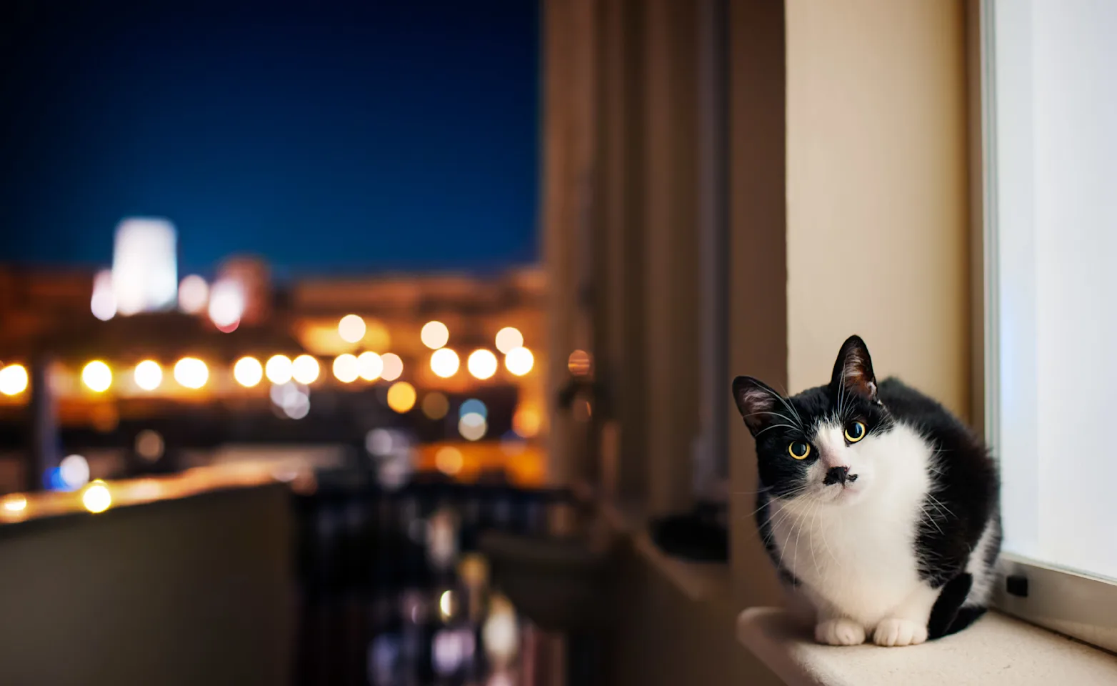 Cat Cat