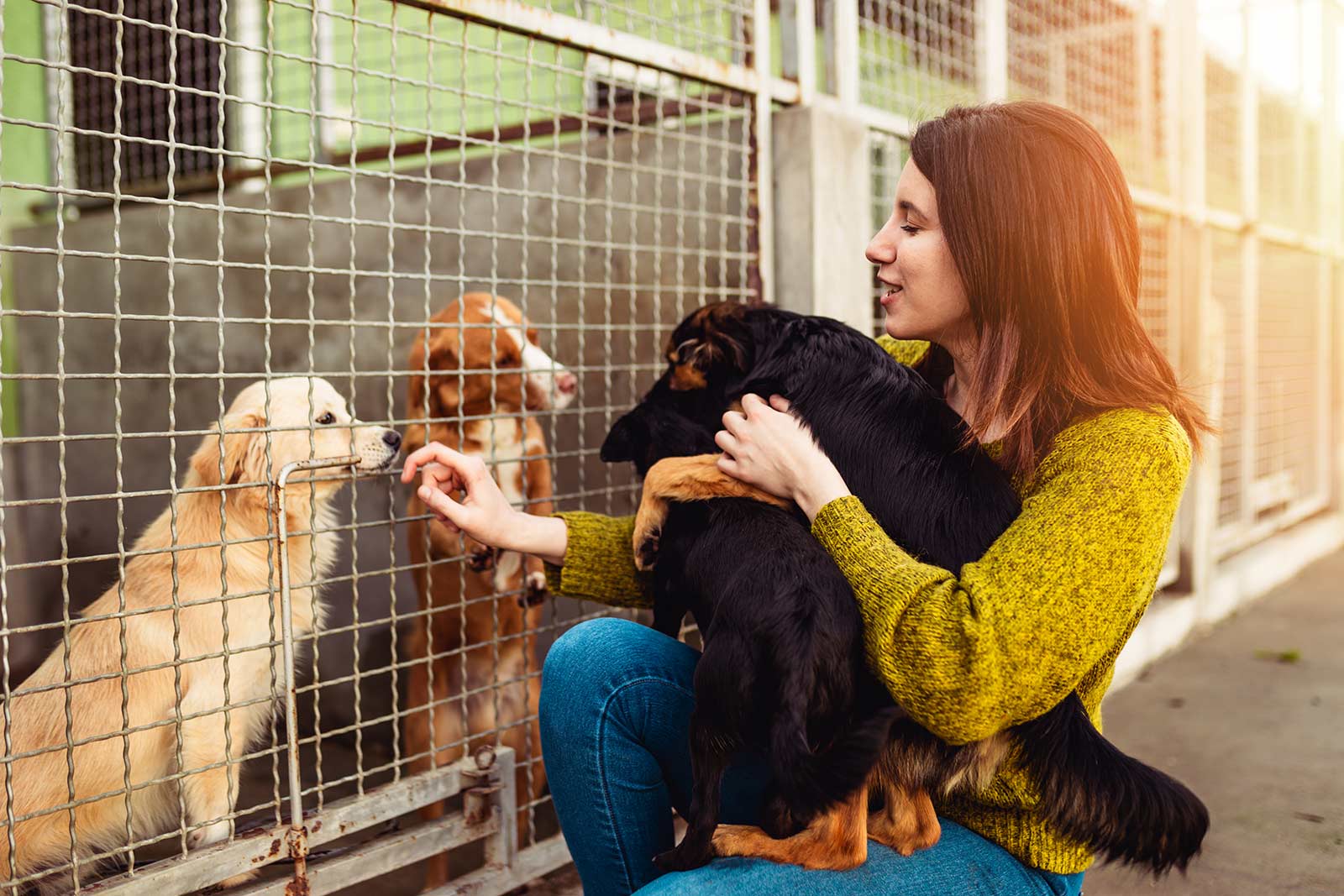 Happy Hearts Pet Shelter Animal Hospital of Denison