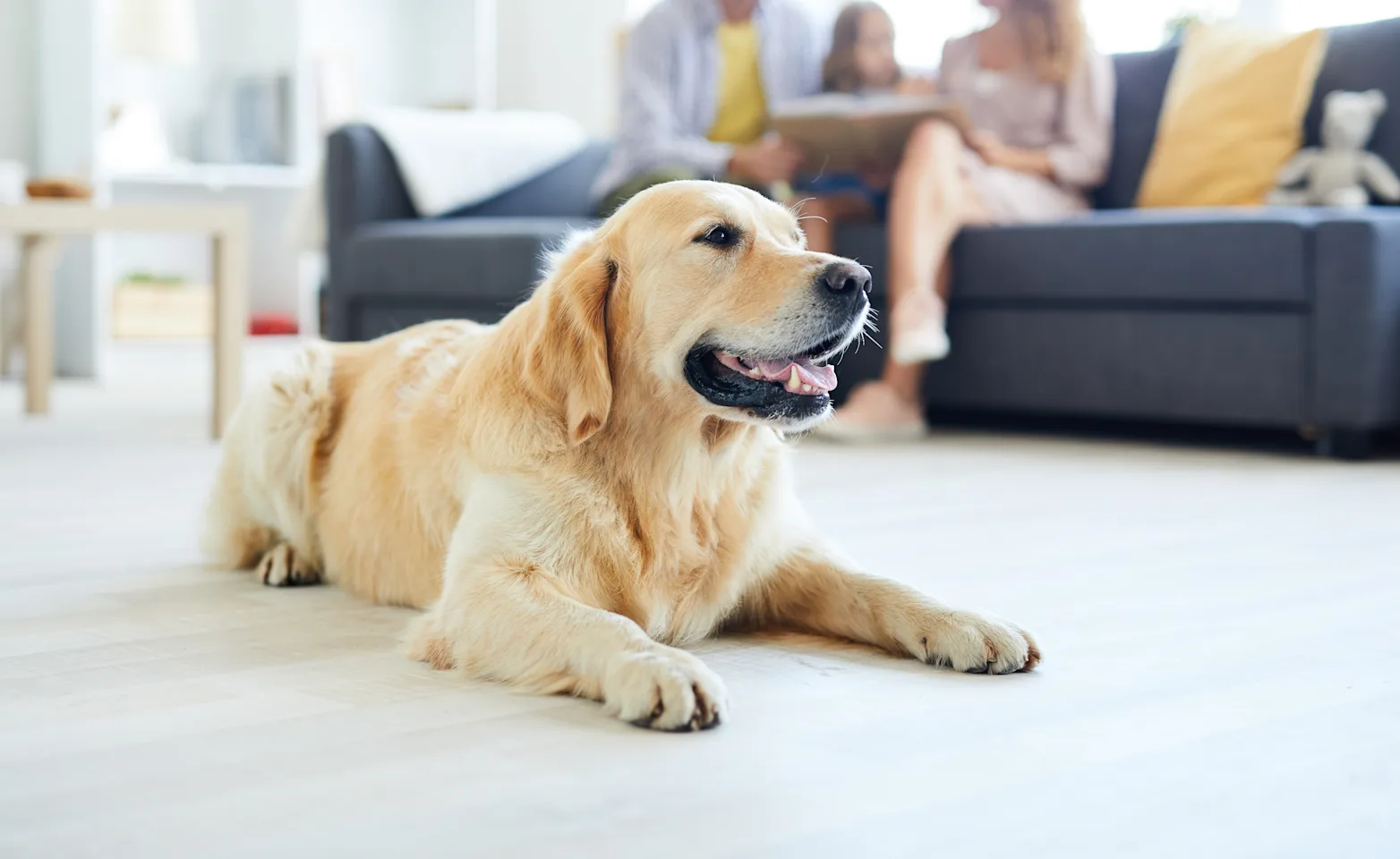 dog sitting on rug in front of couch dog sitting on rug in front of couch