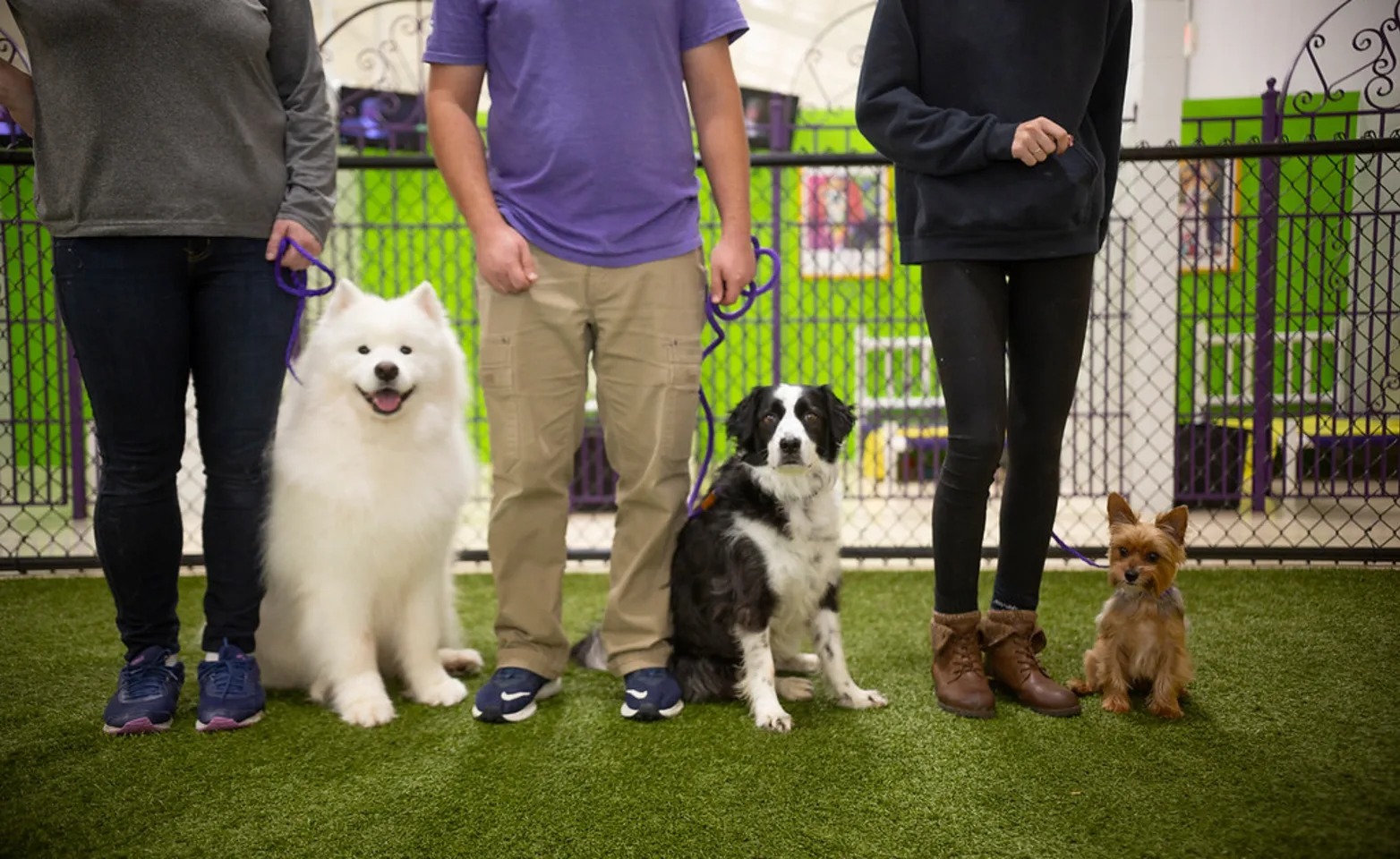 Dogs in a line with trainers