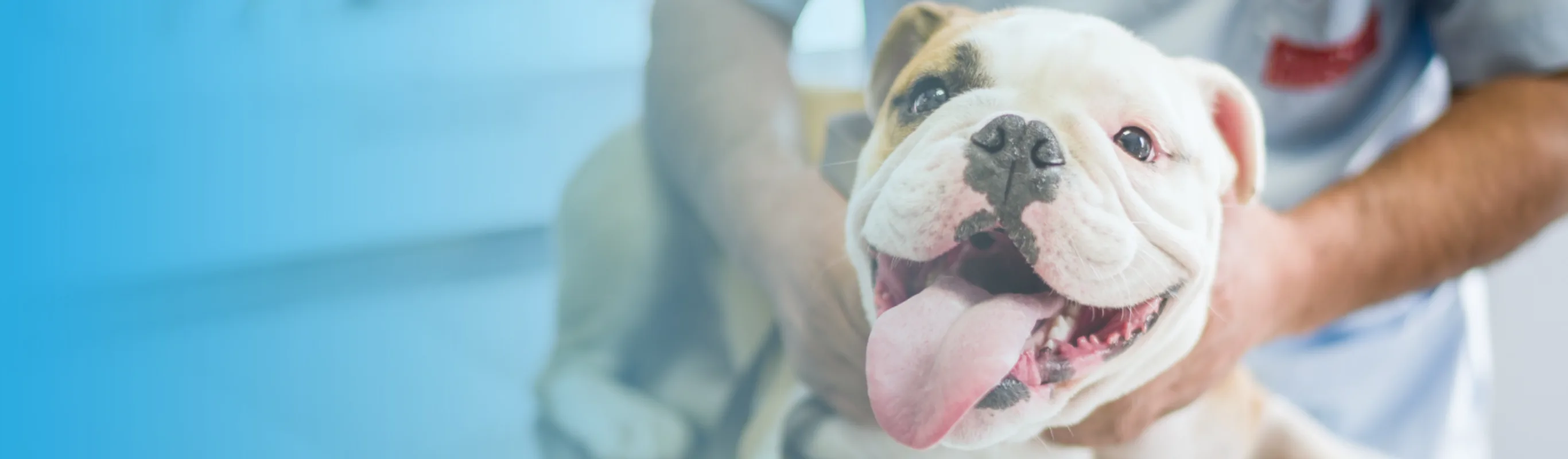 Bull Dog with Blue Gradient for PAW Plans Bull Dog with Blue Gradient for PAW Plans