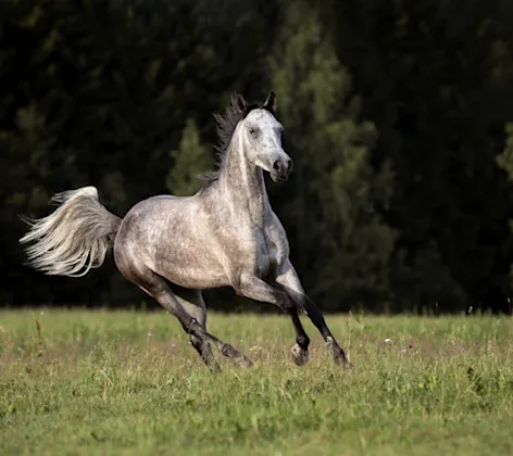 PRP machine PRP machine