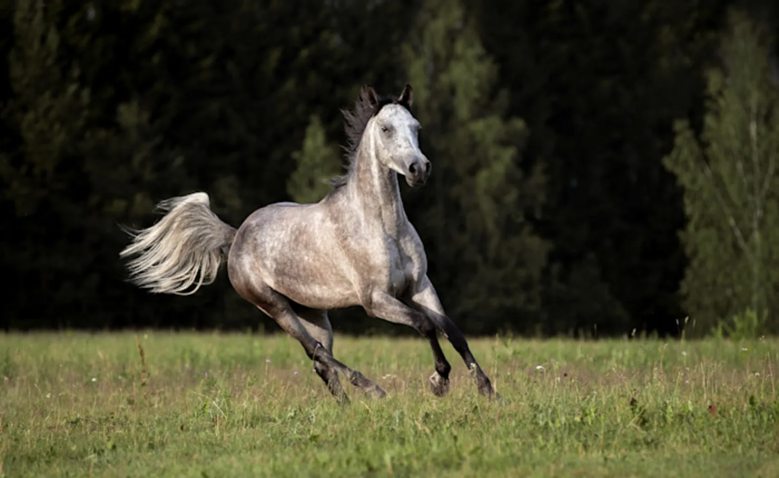 PRP machine PRP machine