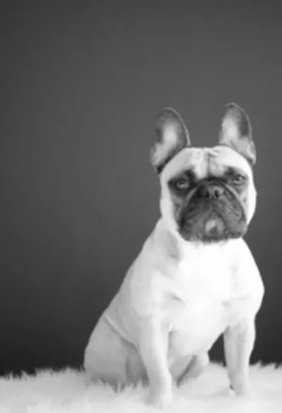 A French bulldog sitting on a furry rug A French bulldog sitting on a furry rug