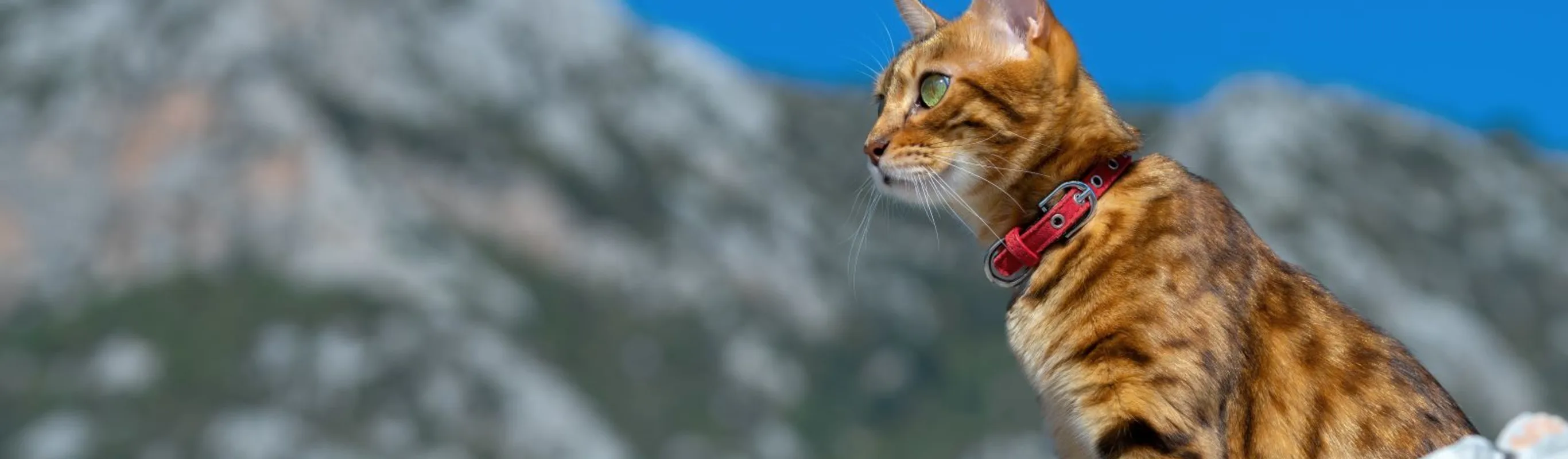 cat with red collar in the mountains cat with red collar in the mountains
