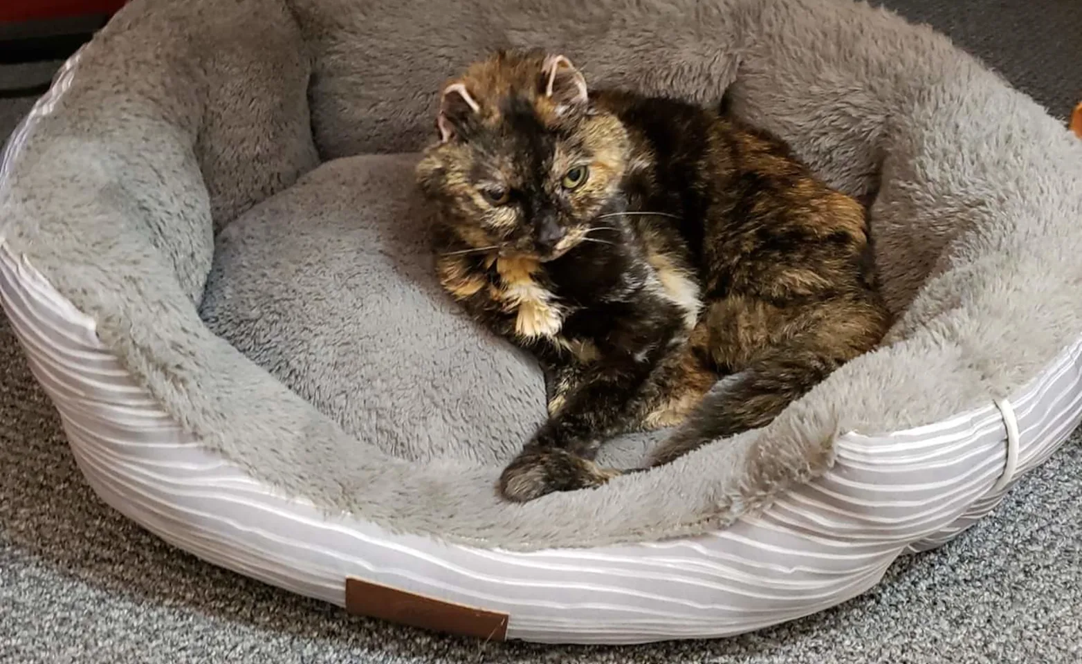 Boo Boo Kitty in bed Boo Boo Kitty in bed