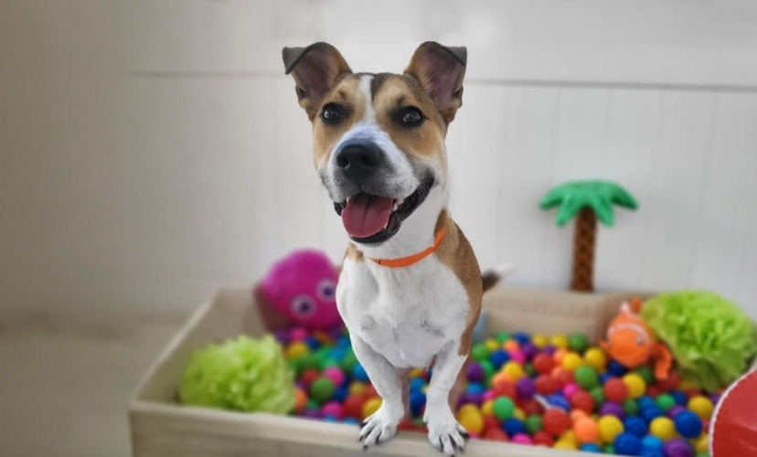 PetSuites Greenwood - Image 1