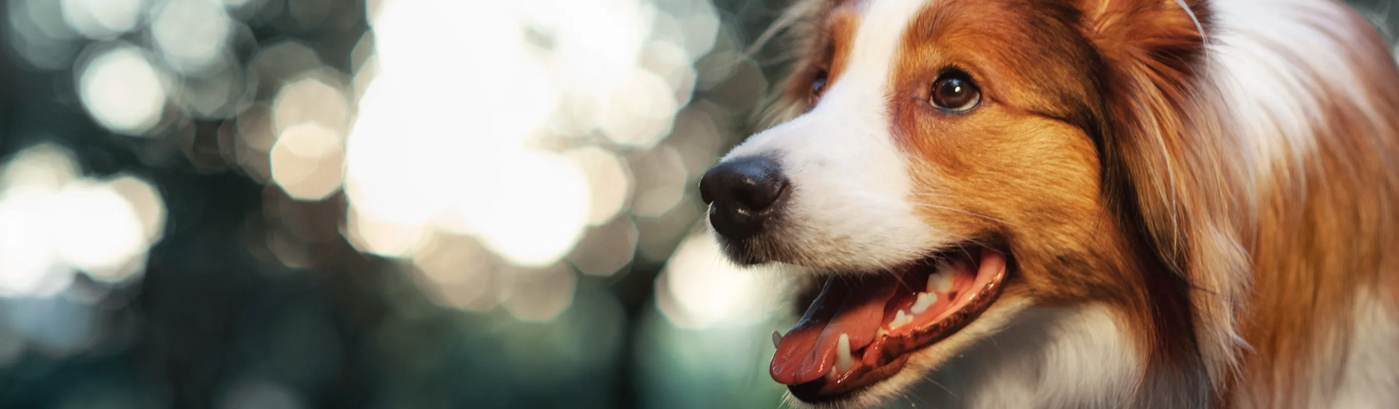 A dog standing near a wooded area A dog standing near a wooded area