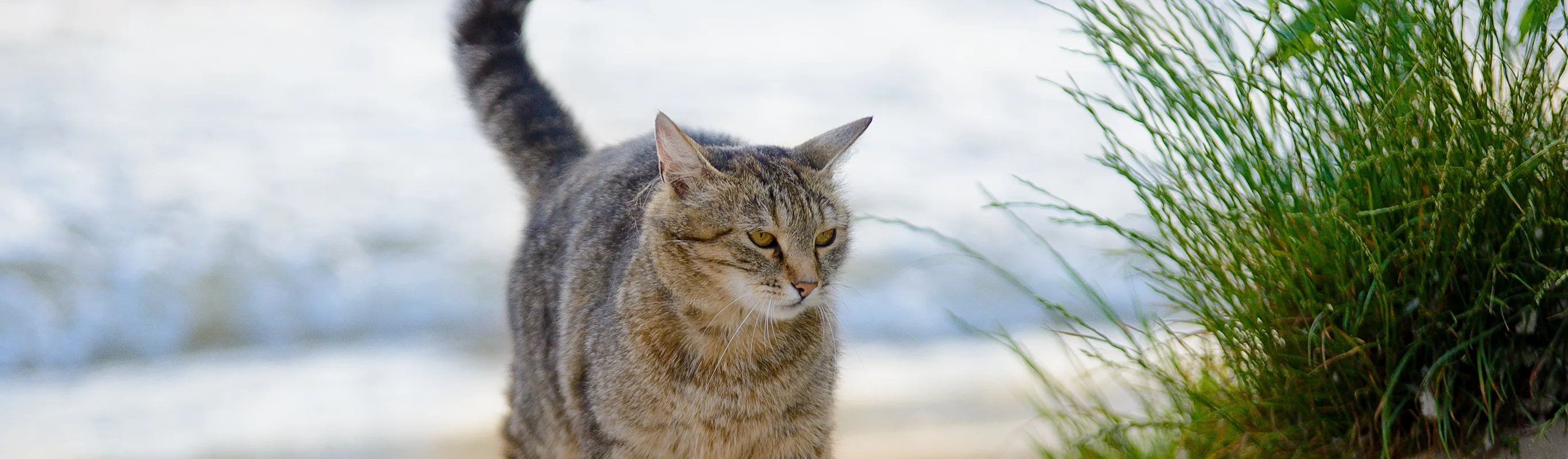 tabby cat waling on the beach