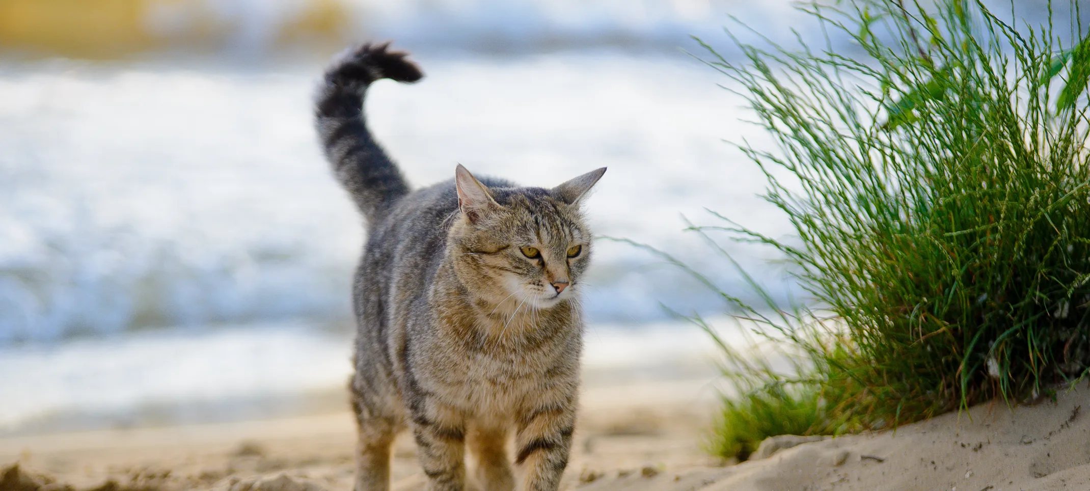 tabby cat waling on the beach
