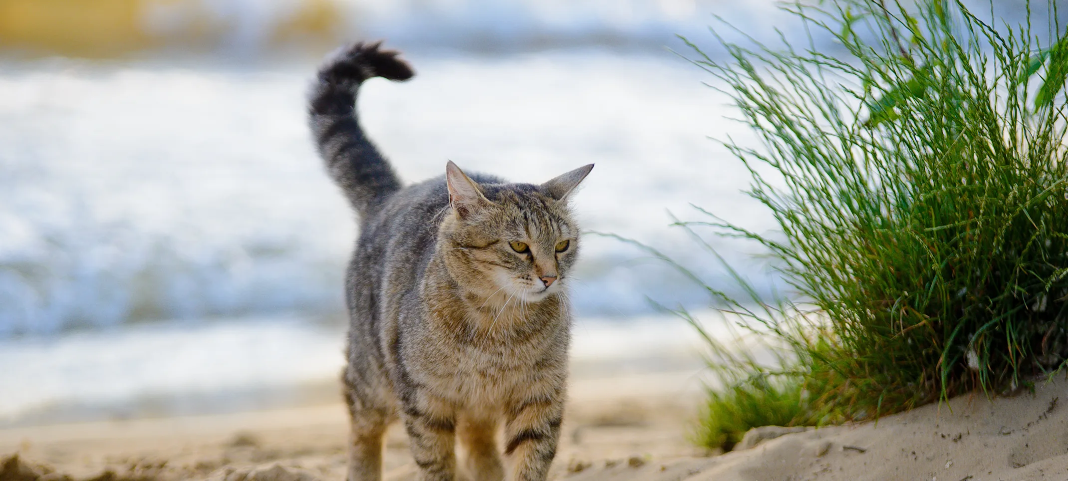 tabby cat waling on the beach tabby cat waling on the beach