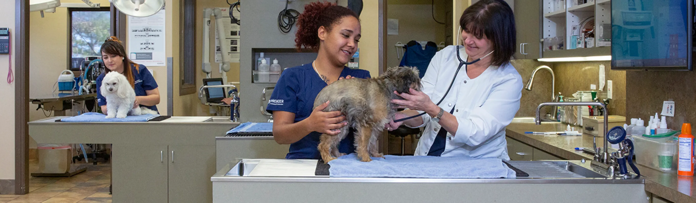 Roanoke Animal Hospital pet exam