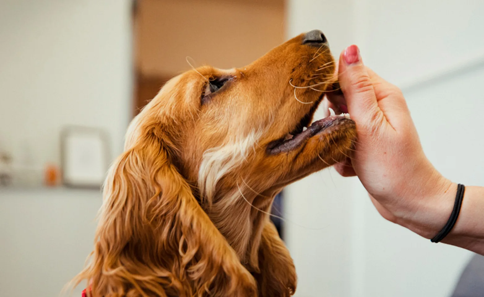 Dog eating treat out of hand Dog eating treat out of hand