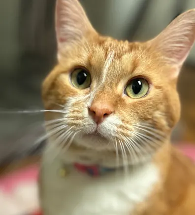 Clementine Clementine